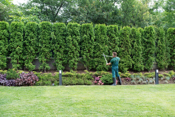 Best Tree Maintenance Programs  in Hoover, AL