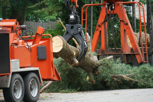 Hoover, AL Tree Removal Company