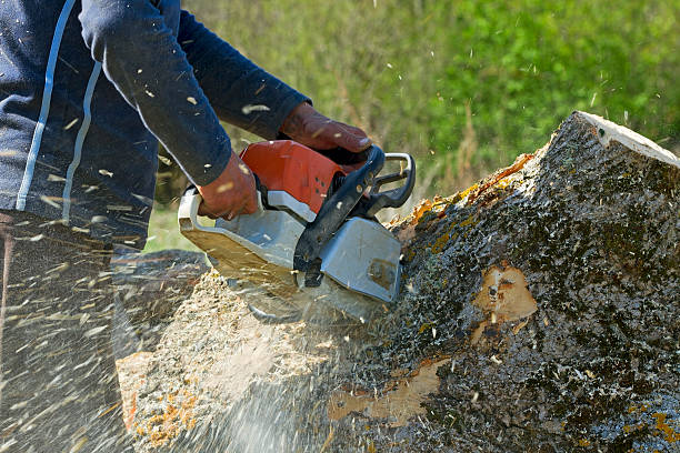 Best Tree and Shrub Care  in Hoover, AL