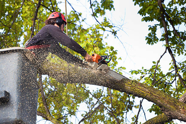  Hoover, AL Tree Removal Pros